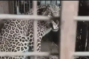 बिजनौर में गुलदार पिंजरे में कैद, ग्रामीणों ने ली राहत की सांस