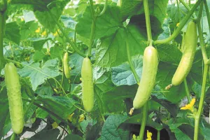 मार्च में शुरू करें खीरे की खेती, गर्मियों में होगी ताबड़तोड़ कमाई, जानें ज्यादा उत्पादन का आसान फार्मूला