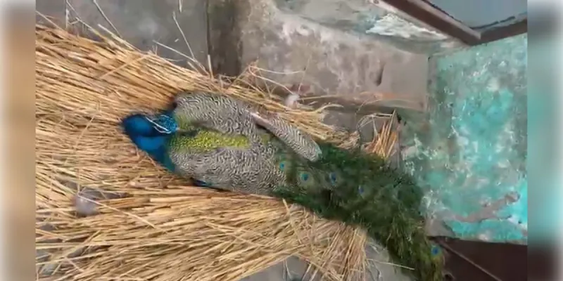 मुजफ्फरनगर: चरथावल के जंगल में मिला घायल राष्ट्रीय पक्षी मोर, पशु प्रेमियों और वन विभाग ने बचाई जान