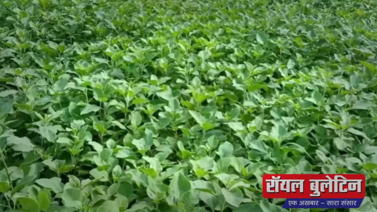 इस औषधीय फसल से कमाएं ₹1.5 लाख प्रति एकड़, अश्वगंधा की खेती कैसे बना सकती है किसान को करोड़पति