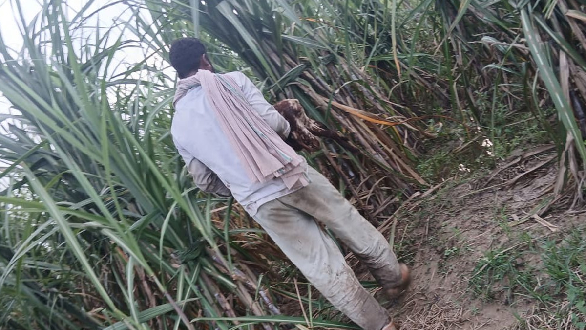 बिजनौर में गुलदार का आतंक! बकरी का बच्चा उठा ले गया, ग्रामीणों ने लाठी डंडों से किया सामना