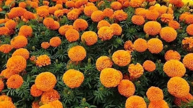पूसा दीप गेंदा खेती गाइड: सही समय, मिट्टी, रोपाई, उत्पादन और मुनाफे की पूरी जानकारी