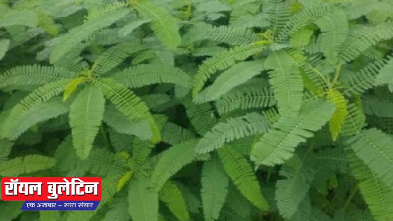 आलू, प्याज और लहसुन की खेती से पहले खेत में यह फसल बो दें, खाद का खर्चा होगा खत्म और मिट्टी होगी सोने जैसी 