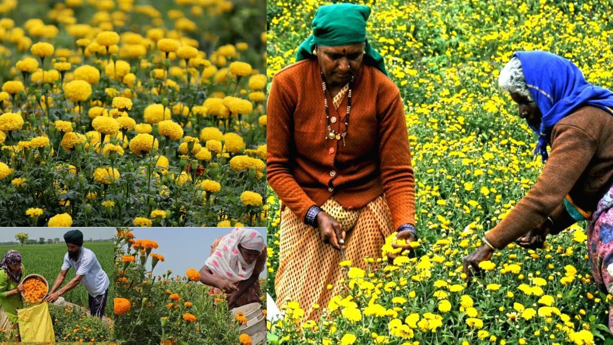 बिहार सरकार की बड़ी पहल: गेंदा फूल की खेती से किसानों को मुनाफे की राह, आर्थिक मदद से बदलेगी तस्वीर