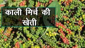 काली मिर्च की PLD-2 किस्म ने बनाया किसानों को लखपति, जानिए कम लागत में ज्यादा मुनाफे का राज