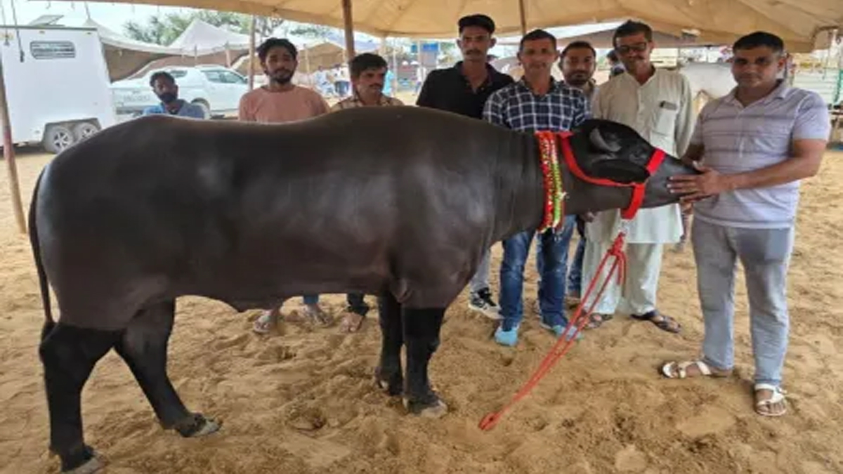 16 महीने का 981 किलो का ‘लाडू भैंसा’ बना टोडपुरा पशु मेले का चमकता सितारा