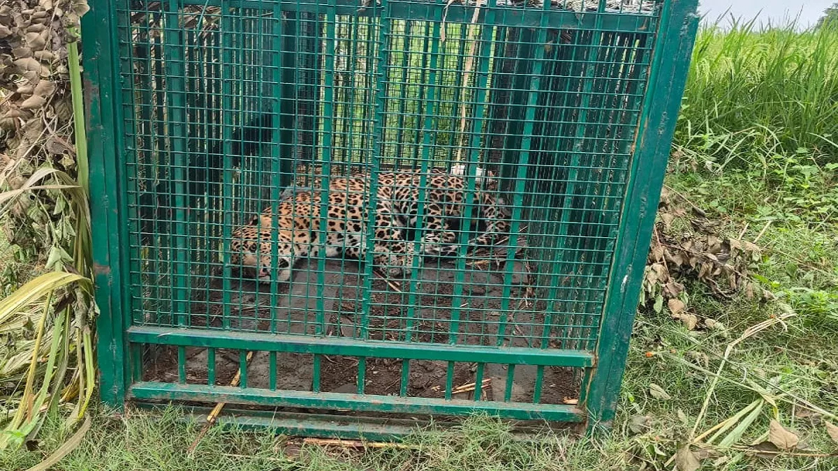 बिजनौर में इंसानखोर गुलदार पिंजरे में कैद, लेकिन खतरा बरकरार; ग्रामीणों में दहशत और गुस्सा कायम