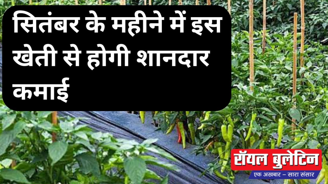 सितंबर में लगाइए यह फसल और सिर्फ एक एकड़ से कमाइए 10 लाख तक का मुनाफा