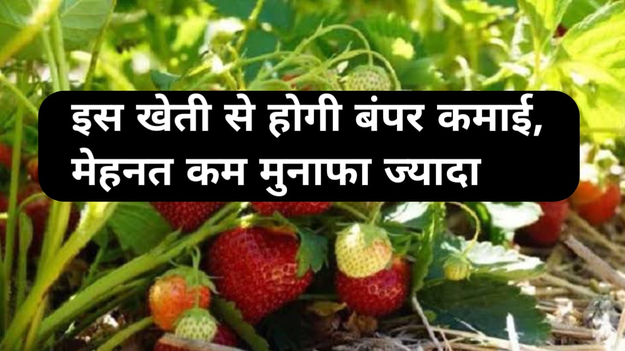 4 महीने में होगी बम्पर कमाई, सितम्बर - अक्टुम्बर में लगाइए यह शानदार फसल कम मेहनत और ज्यादा कमाई