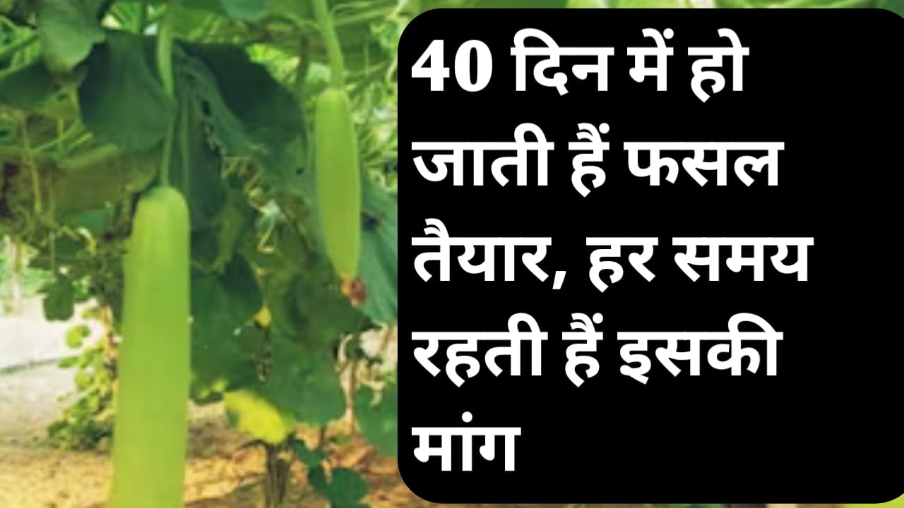 40 दिन में तैयार होती है हरी-भरी फसल, हरूना लौकी बनी किसानों की पहली पसंद , किसानों की किस्मत बदल रही है ये लौकी