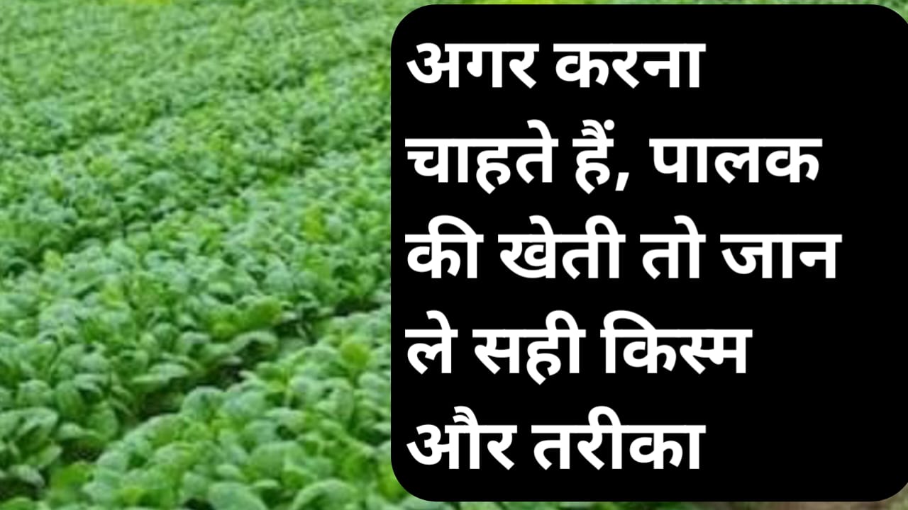 सितंबर में पालक की खेती: सही किस्म से मिलेगा किसानों को बंपर मुनाफा