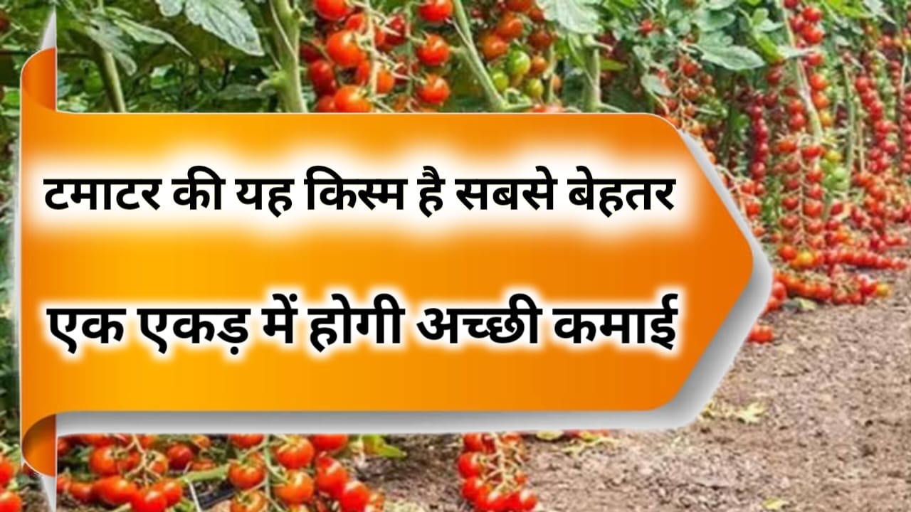 टमाटर की पंत टी-3 किस्म की खेती किसानों के लिए बन सकती है सोने की खान, 1 एकड़ में होती अच्छी पैदावार