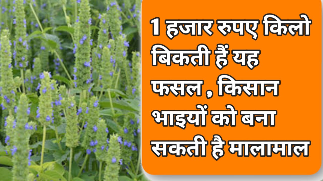 कम खर्च और कम पानी में उगने वाली ये फसल दिलाएगी जबरदस्त मुनाफा, देश ही नहीं विदेशों में भी हे इसकी मांग, किसान इस फसल से कमा रहे लाखों रुपये