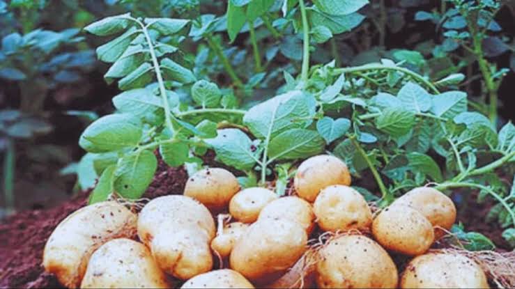 सिर्फ सितंबर में आलू की अगेती बुवाई करें और पाएं बंपर मुनाफा – किसान भाइयों के लिए आसान टिप्स