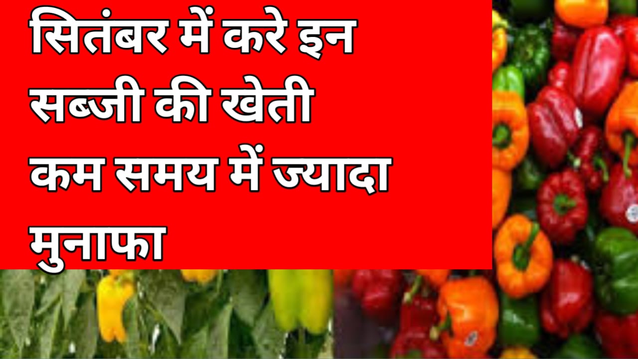 सितंबर में करें इन सब्जियों की खेती और पाएं शानदार मुनाफा, जानिए सब्जियों की खेती के बारे में