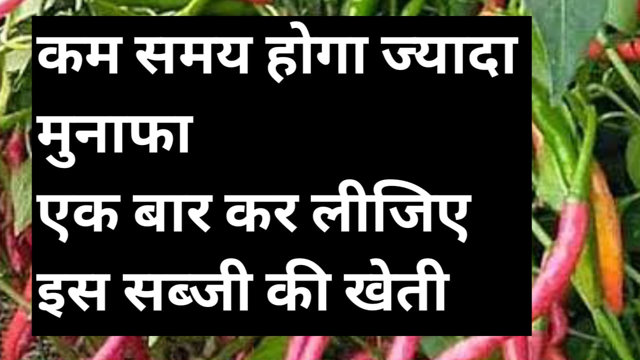 सितंबर में मिर्च की खेती से पाएं लाखों की कमाई , पूसा ज्वाला, पंजाब लाल और तेजस्विनी किस्मों से मिलेगा बंपर मुनाफा