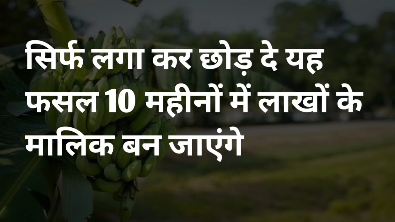 किसान भाइयों के लिए सुनहरा मौका: सिर्फ 1 एकड़ में केले की खेती से पाएं 10 महीने में 10 लाख रुपये तक की कमाई, जानिए पूरी जानकारी