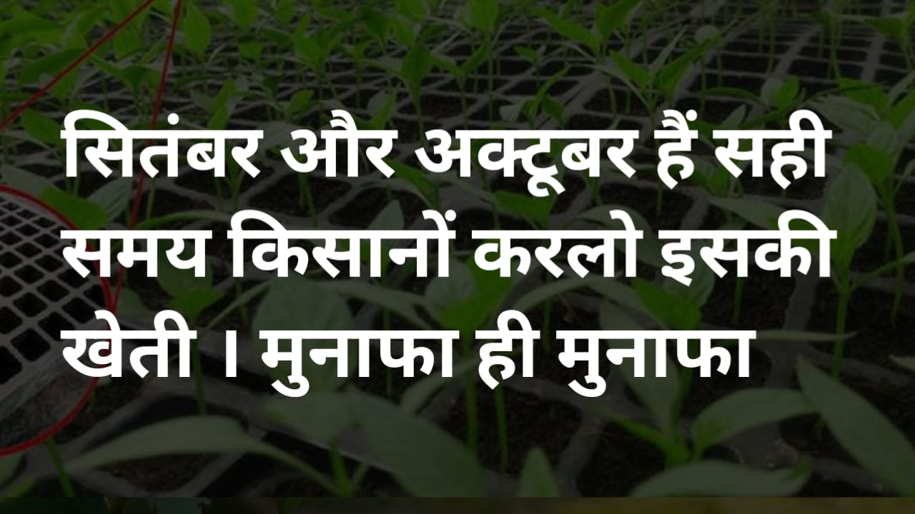 अगर खेती से चाहते हैं ज्यादा मुनाफा तो सितंबर-अक्टूबर में करे इस फसल की खेती ,करोड़ों नहीं तो लाखों की कमाई पक्की