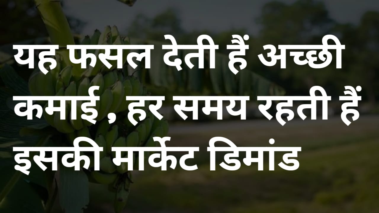 यह फसल सितंबर में लगाने पर देती है जबरदस्त उत्पादन और किसान कमा सकते हैं लाखों का मुनाफा
