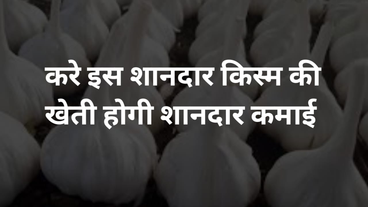 यह खास किस्म किसानों को बना रही है अमीर, कम समय में देती है बंपर मुनाफा - खास पहचान वाली यह फसल 12 महीने तक सुरक्षित, मंडी में रहती है भारी मांग