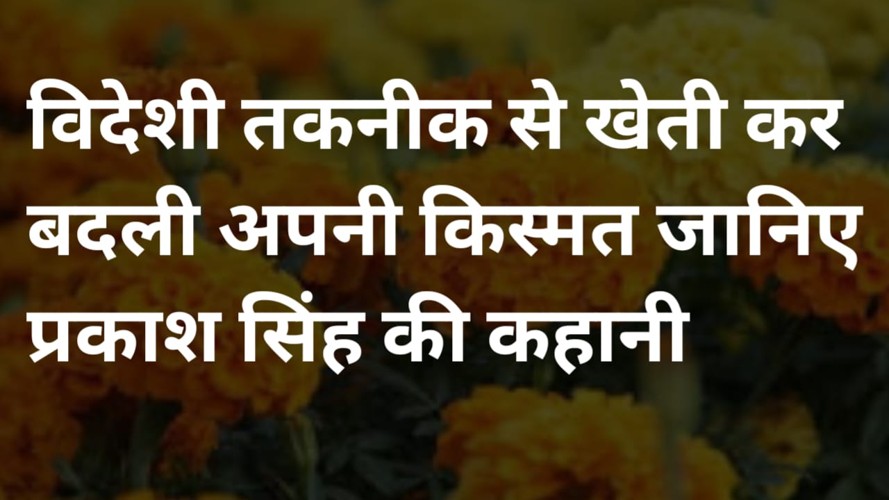 जयपुर के किसान प्रकाश सिंह की अद्भुत कहानी – 20 बीघा में गेंदा फूल उगाकर सालाना 20 लाख की कमाई, इजराइल से सीखी तकनीक ने बदल दी किस्मत