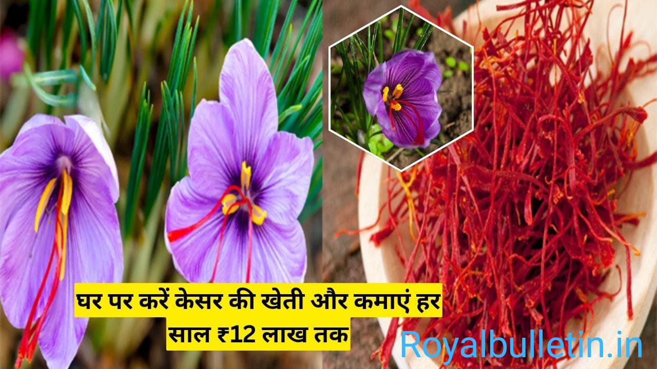 जानिए कैसे घर पर की जा सकती है केसर की खेती और सालाना लाखों से करोड़ों की कमाई का सुनहरा मौका