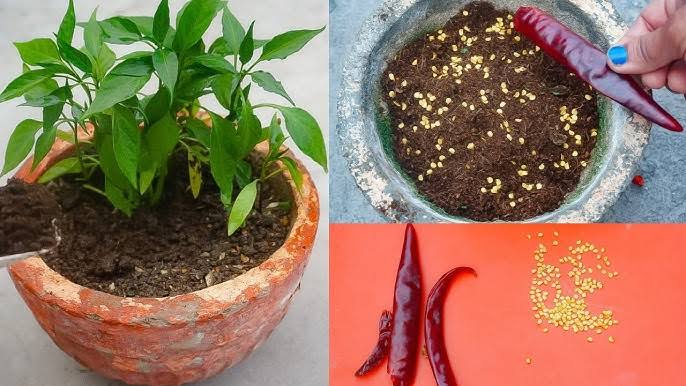 Kitchen Garden Tips: किचन गार्डन में हरी मिर्च उगाएं, सिर्फ 60 दिन में पाएं ताज़ा और चटपटा स्वाद