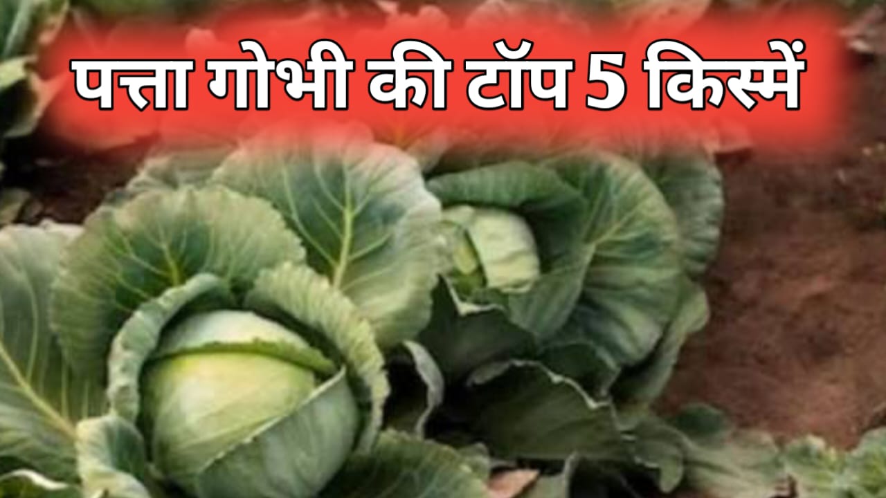 सितंबर में पत्ता गोभी की खेती से किसानों को मिलेगा बंपर मुनाफा – जानें टॉप 5 हाइब्रिड किस्में