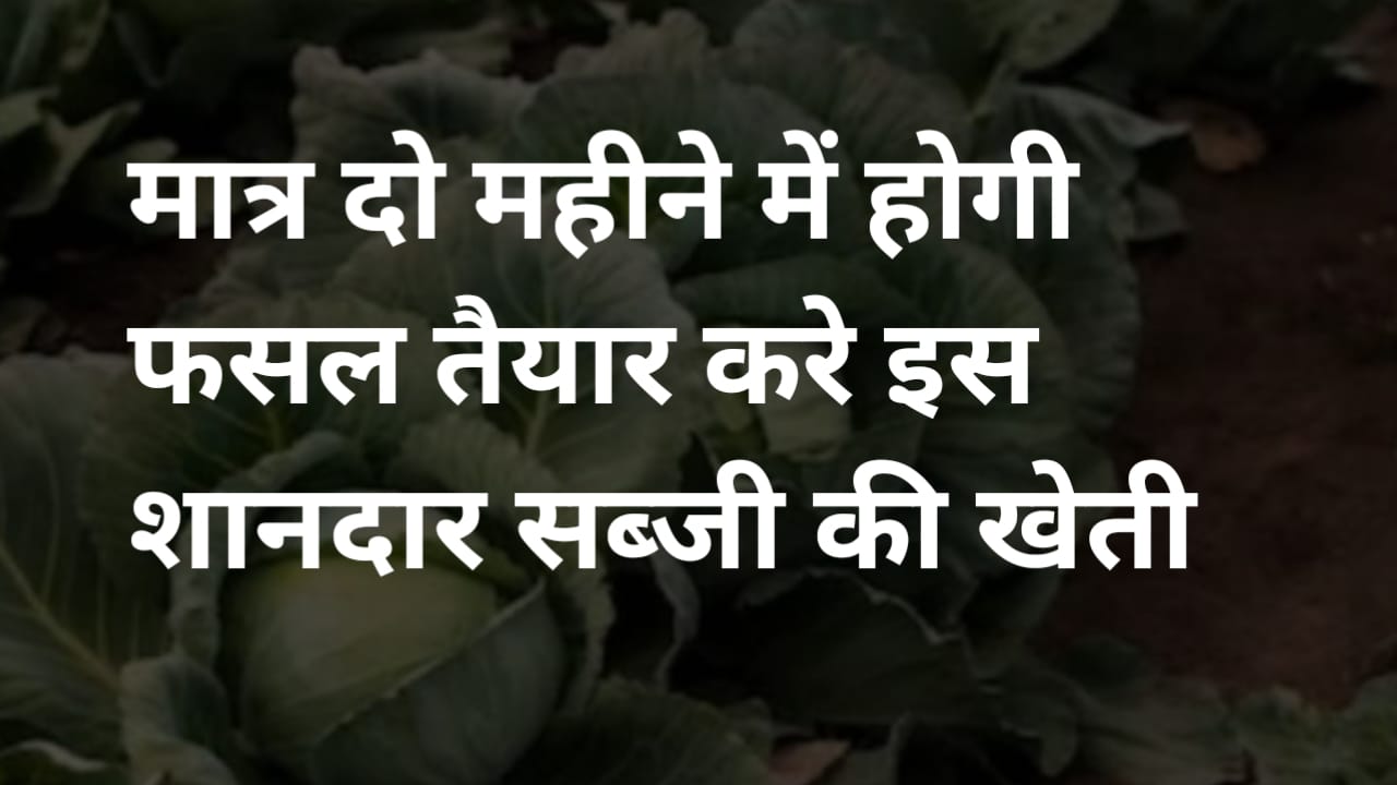 सितंबर में फसल लगाओ नवंबर तक फसल तैयार, किसानों को दिलाएगी दोगुना फायदा, जानिए इस सब्जी की खेती के बारे में