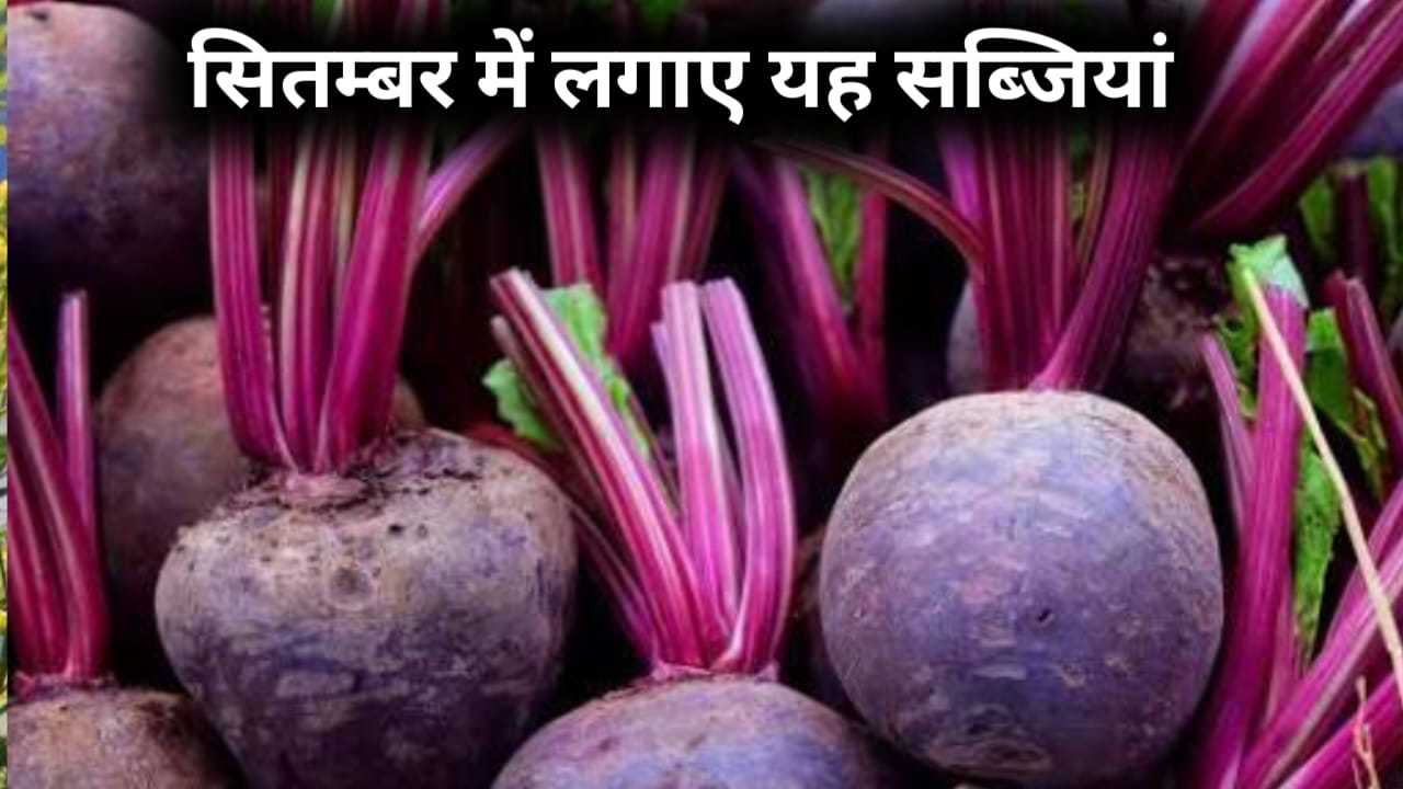 त्योहारों से पहले सितंबर में कौन सी सब्जियां उगाएं और कैसे पाएं बाजार में ऊंचे दाम जानें पूरी गाइड