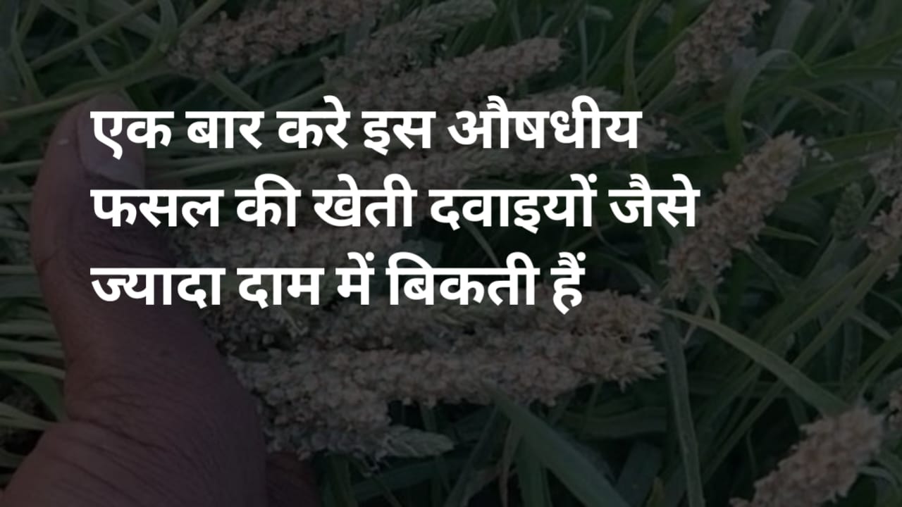 कम लागत में ज्यादा मुनाफा देने वाली औषधीय खेती किसानों के लिए बन सकती है सोने की खान जानें पूरी जानकारी