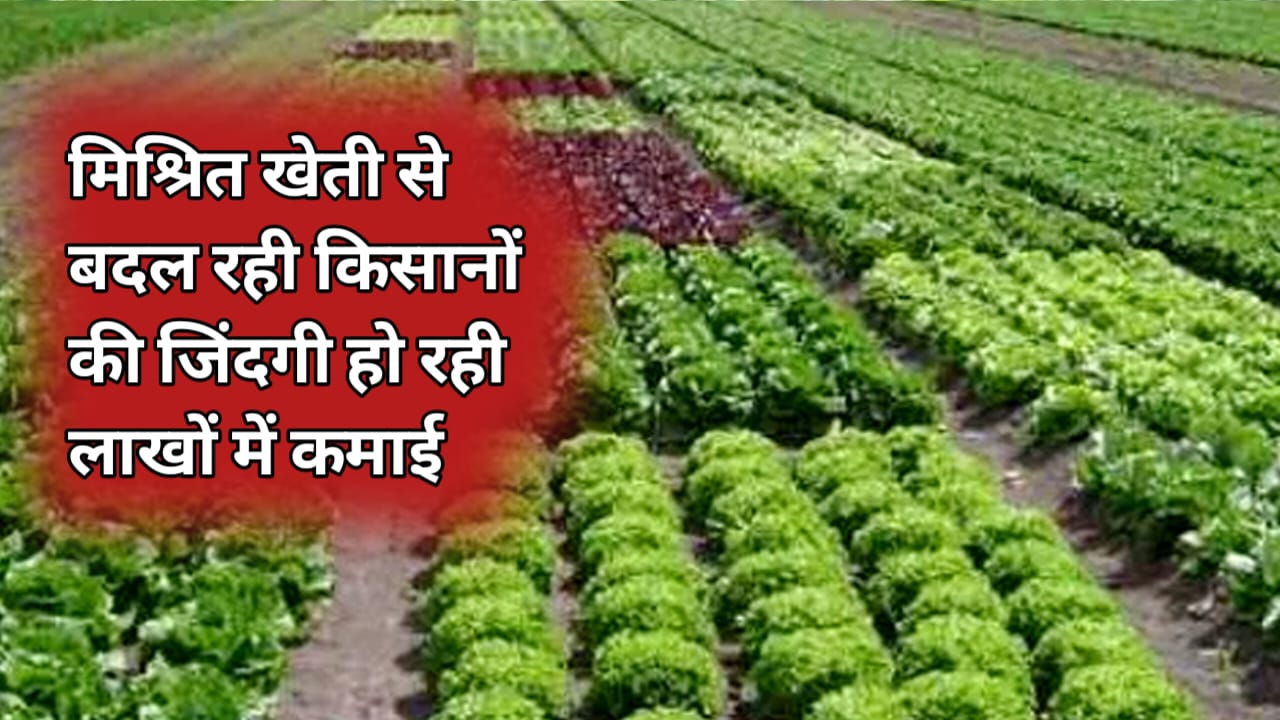 हरी सब्जियों और नगदी फसलों की मिश्रित खेती किसानों के लिए बनी सोने की खान जानें कैसे मिल रहा है लाखों का फायदा