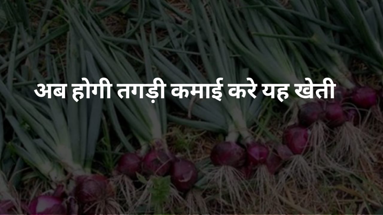 अगर चाहते हैं खेती से ज्यादा मुनाफा तो इस बार रबी सीजन में अपनाएं ये तरीका, कमाई देख दंग रह जाएंगे