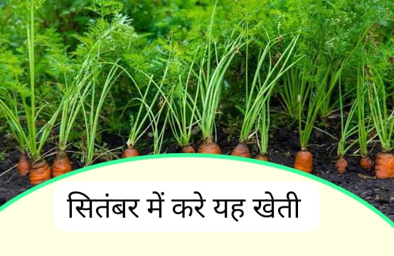 सितंबर में घर पर सब्ज़ियाँ उगाने का सुनहरा मौका, ठंड भर मिलेगी ताज़गी और सेहत
