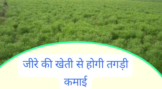 अक्टूबर नवंबर में जीरे की खेती से बनाएं शानदार मुनाफा, जानिए GC-3 किस्म की खासियत