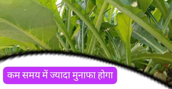 किसानों के लिए सुनहरा मौका सितंबर अक्टूबर में होने वाली इस खेती से मिलेगी जबरदस्त कमाई और बाजार में मिलेंगे बेहतरीन दाम