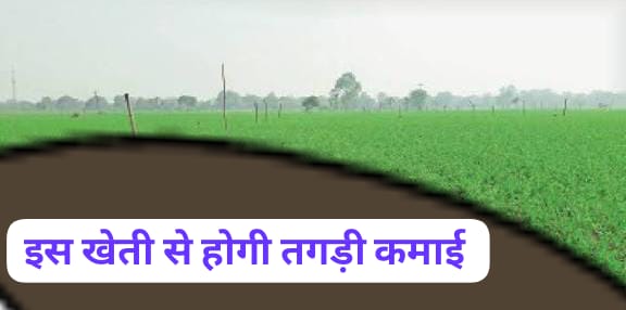 सितंबर और अक्टूबर में बोई जाने वाली यह सब्जी सर्दियों में दिलाएगी जबरदस्त आमदनी कम समय में भरपूर पैदावार और मंडी में ऊंचे दाम पाकर किसान कमा सकते हैं लाखों रुपए