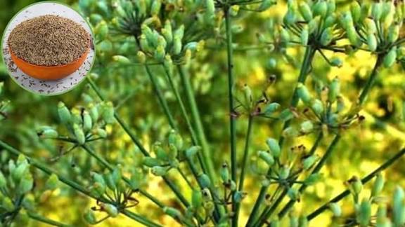 Farming Tips : जीरे की खेती किसानों के लिए बन सकती है सोने की खान, सही समय पर बुवाई और आधुनिक तकनीक से मिल सकता है लाखों का मुनाफा और जीवनभर की आर्थिक मजबूती