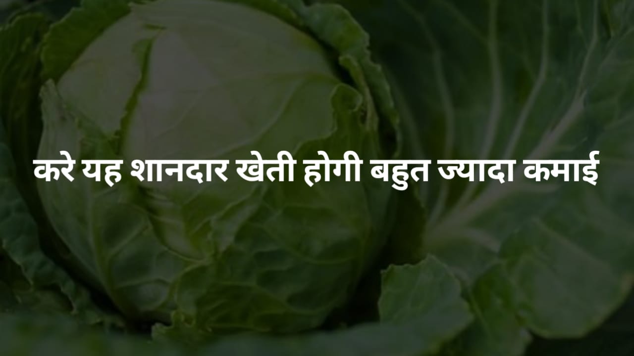 खेती से लाखों की कमाई का नया तरीका हर किसान कर सकता है सिर्फ एक हेक्टेयर में 9 लाख तक की कमाई