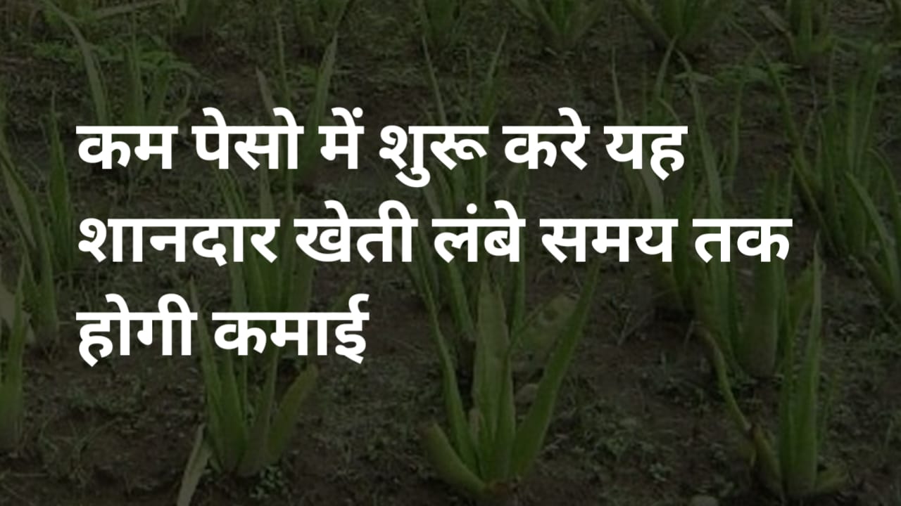 कम लागत में शुरू करें ऐसी खेती जो सालों तक देती है लगातार मुनाफा और हर साल होती है लाखों की कमाई