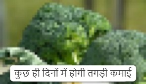 किसानों के लिए सुनहरा मौका: सितंबर से अक्टूबर में इन 3 सब्ज़ियों से कमाएं लाखों का मुनाफा