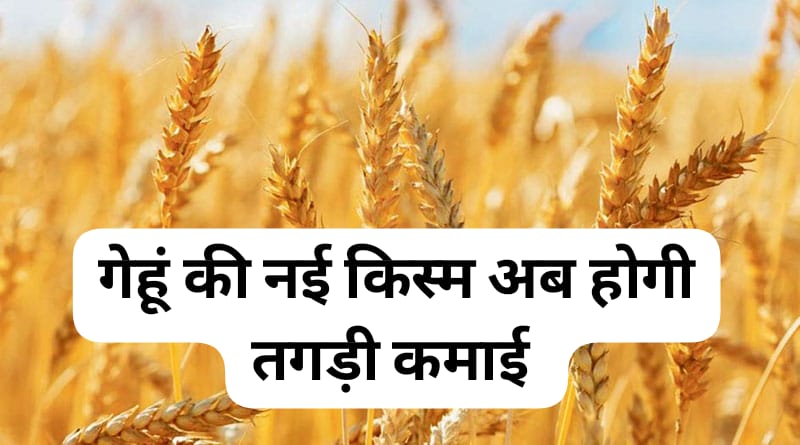 गेहूं की नई किस्म की खेती से किसान कैसे पा रहे हैं 70 से 78 क्विंटल तक बंपर पैदावार और लाखों की कमाई जानिए पूरी जानकारी