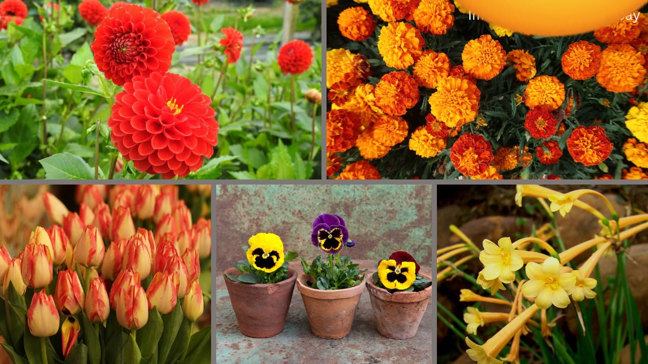 Gardening Tips: स्टेम कटिंग तकनीक से बिना बीज के लगाएं सैकड़ों पौधे और पाएं लाल, नारंगी व सफेद रंग के खूबसूरत फूलों से खिला-खिला आंगन