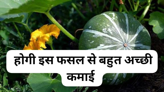 सितंबर के आखिरी सप्ताह और अक्टूबर की शुरुआत में कौन सी सब्जियां लगाएं जिससे किसानों को मंडी में मिले 60 रुपये किलो तक भाव और प्रति एकड़ लाखों की कमाई