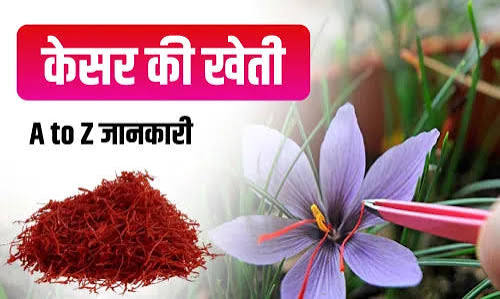 केसर की खेती से करोड़ों तक की कमाई कश्मीरी केसर का रहस्य जानें खेती का समय जलवायु कीमत और घर में उगाने का तरीका