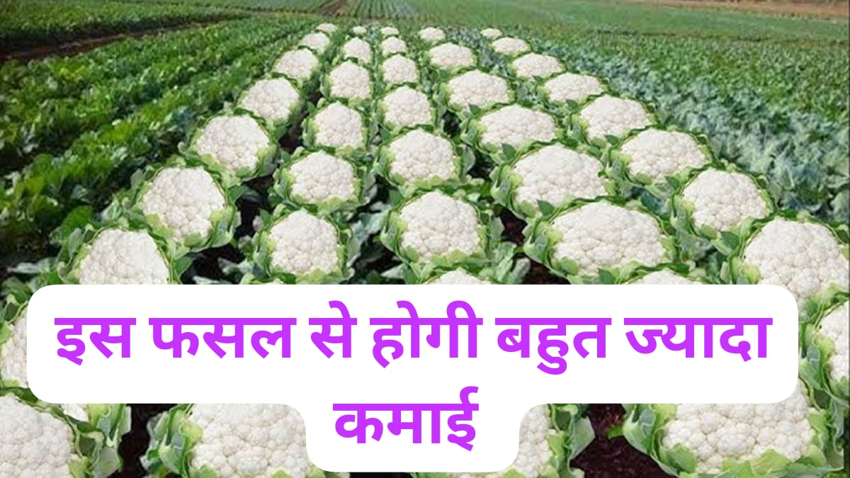 फूलगोभी की खेती ठंडी जलवायु में कैसे देती है बंपर पैदावार और किसानों को लाखों का मुनाफा
