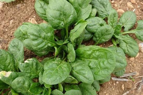 Spinach Farming :  हरी पत्तेदार सब्जी की इस उन्नत किस्म से किसान कमा सकते हैं लाखों रुपए बेहद कम खर्च में