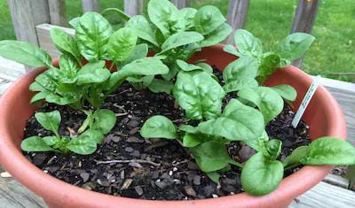 Kitchen Gardening tips: शहरों में सीमित जगह में भी ताजी और सुरक्षित सब्जियां उगाएं: किचन गार्डनिंग से घर पर स्वास्थ्य और खुशहाली लाने का आसान तरीका