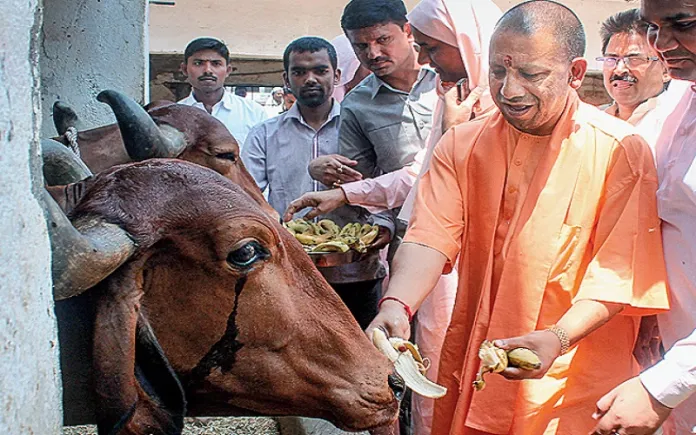 योगी सरकार के आठ साल बाद भी मुजफ्फरनगर में नहीं थमा गौकशी का धंधा, बुढ़ाना पुलिस ने छह गौतस्कर पकड़े