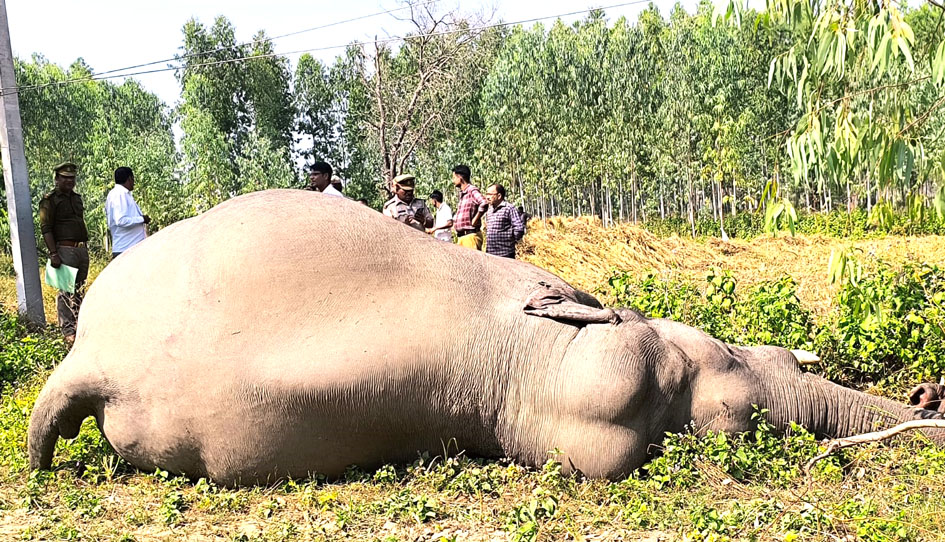 सहारनपुर: सुन्दरपुर क्षेत्र में हाई टेंशन तार की चपेट में आने से हाथी की मौत, वन विभाग ने जांच शुरू की